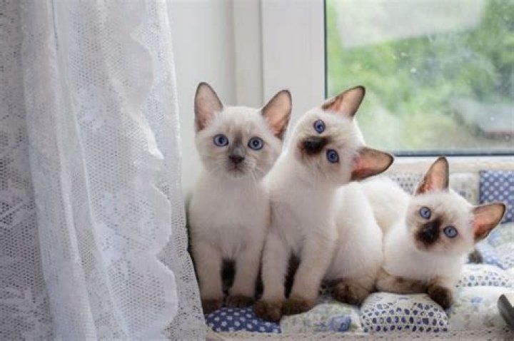 Discover The Enchanting World Of Christmas Character Dress Up