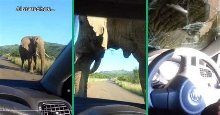 Elephant Shatters Car Windshield: An Ounce Of Prevention