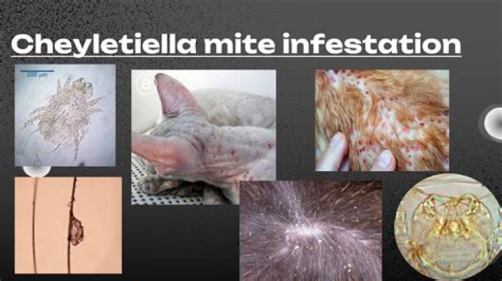 Explore The World Of Cheyletiella Mite Bites
