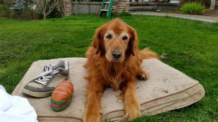 Remembering Logan Ross: A Cherished Life Remembered