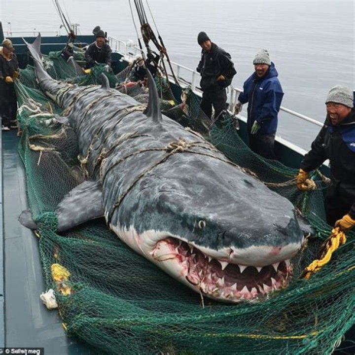 Unveiling The Enigma: Frozen Megalodon NASA Discovery